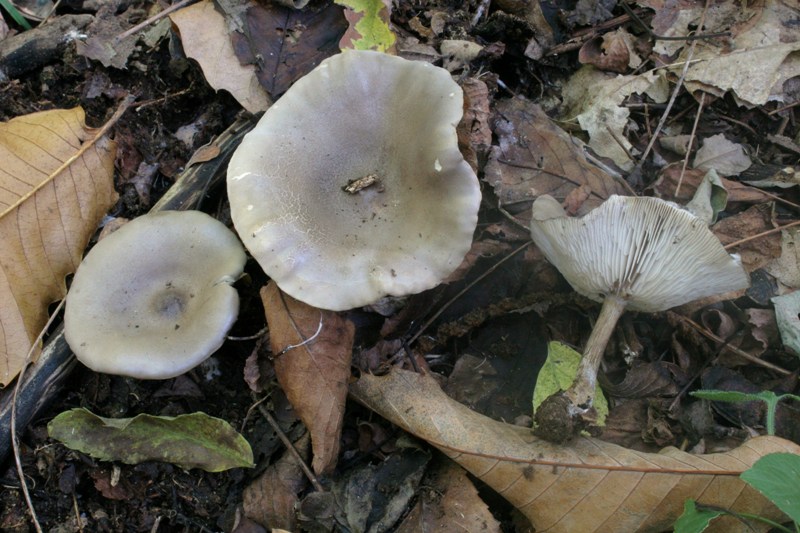 Tre funghetti da determinare fotog.il18.02.2011.